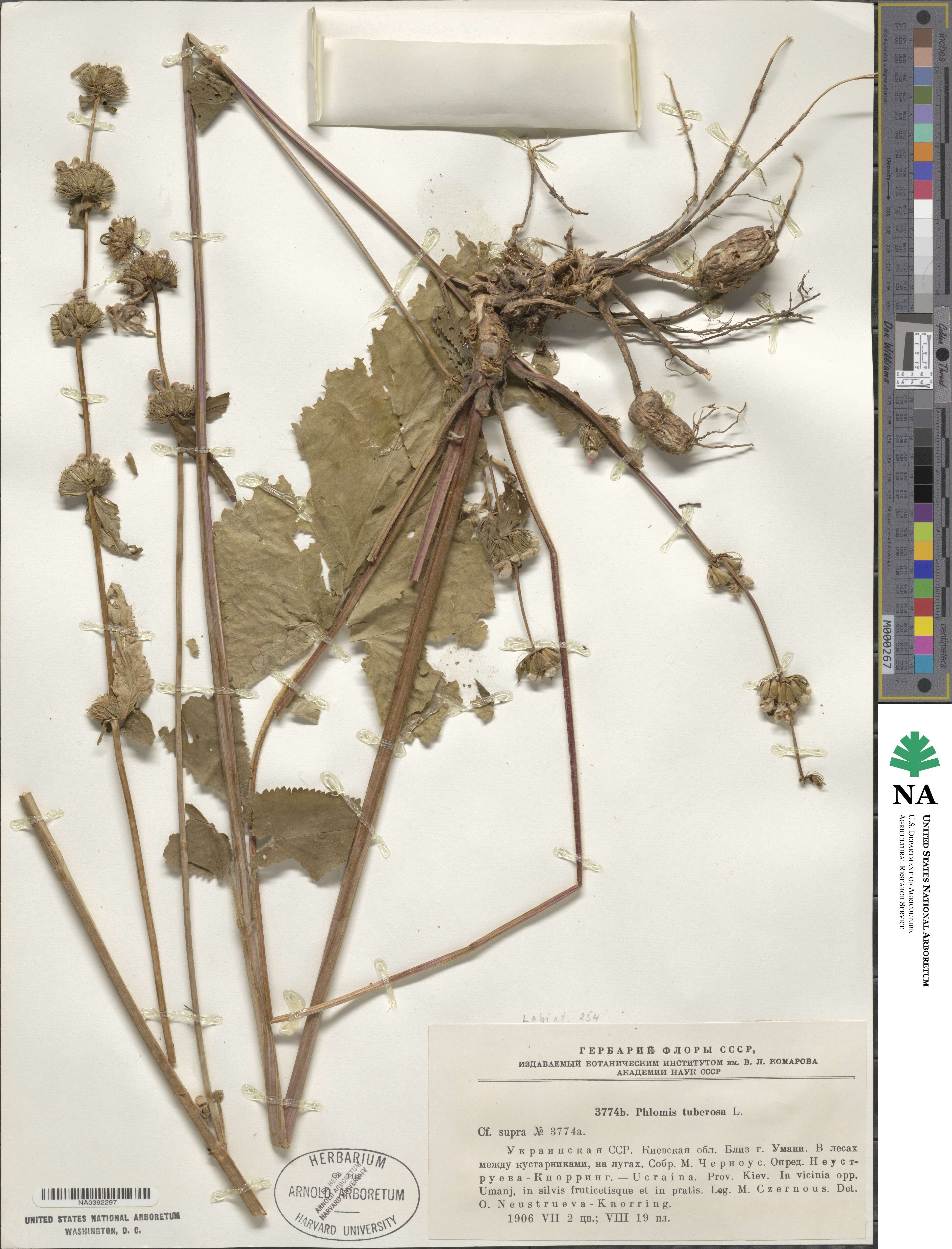 Phlomoides tuberosa image