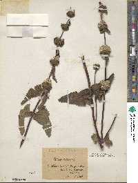 Phlomoides tuberosa image