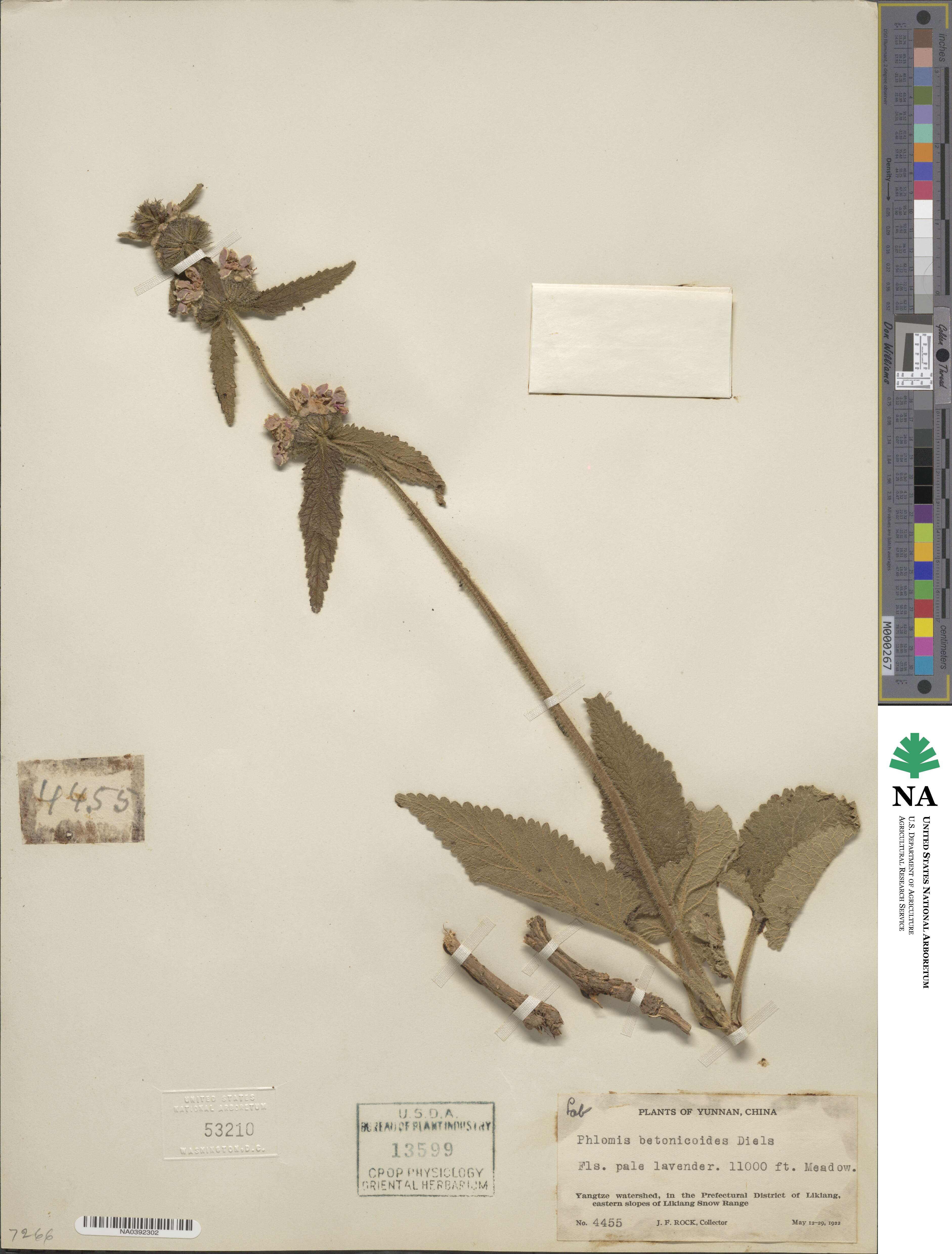 Phlomoides betonicoides image