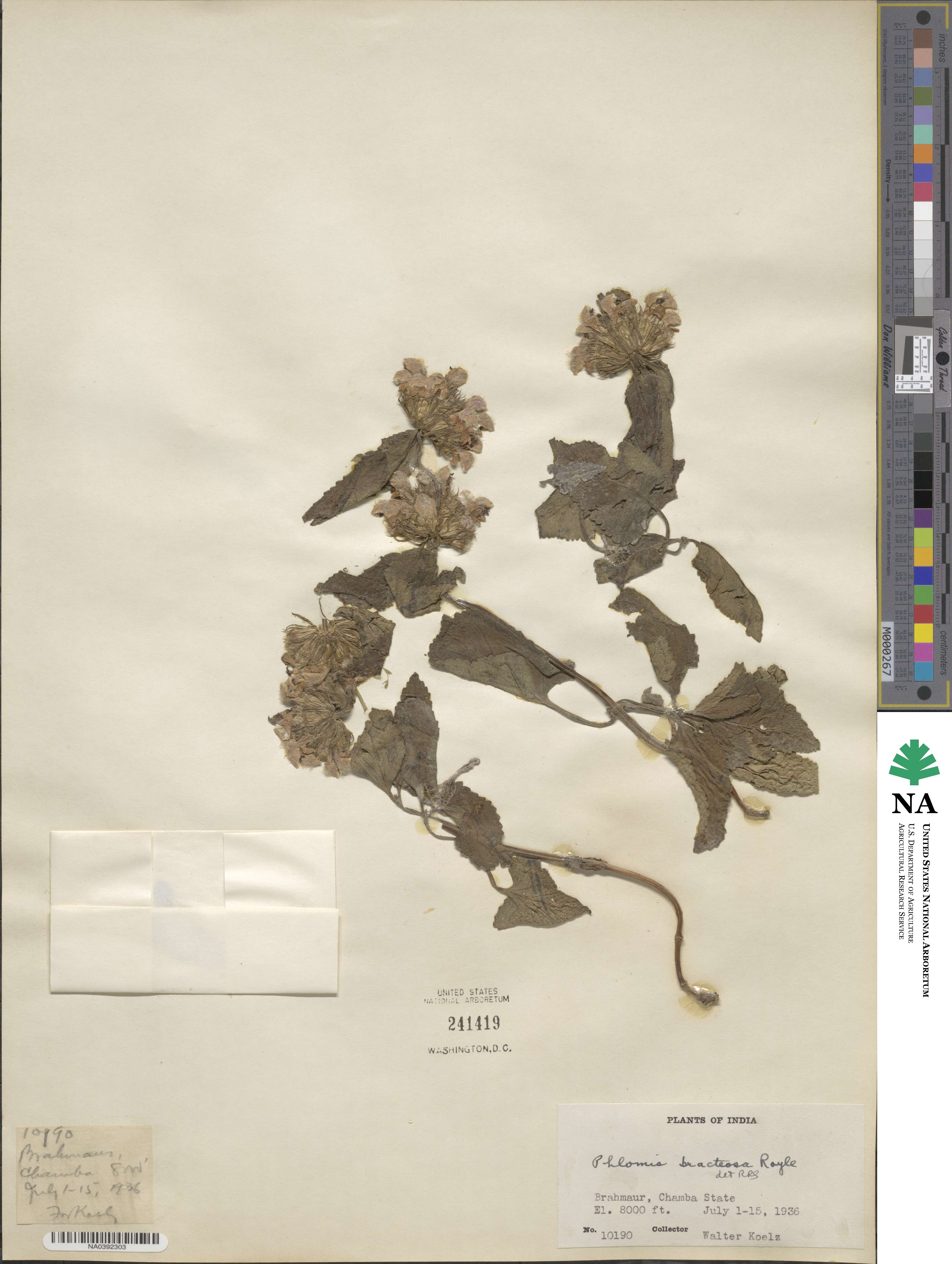 Phlomoides bracteosa image