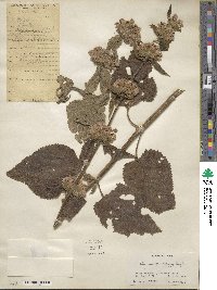 Phlomoides bracteosa image