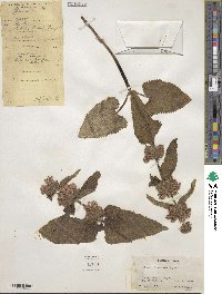 Phlomoides bracteosa image