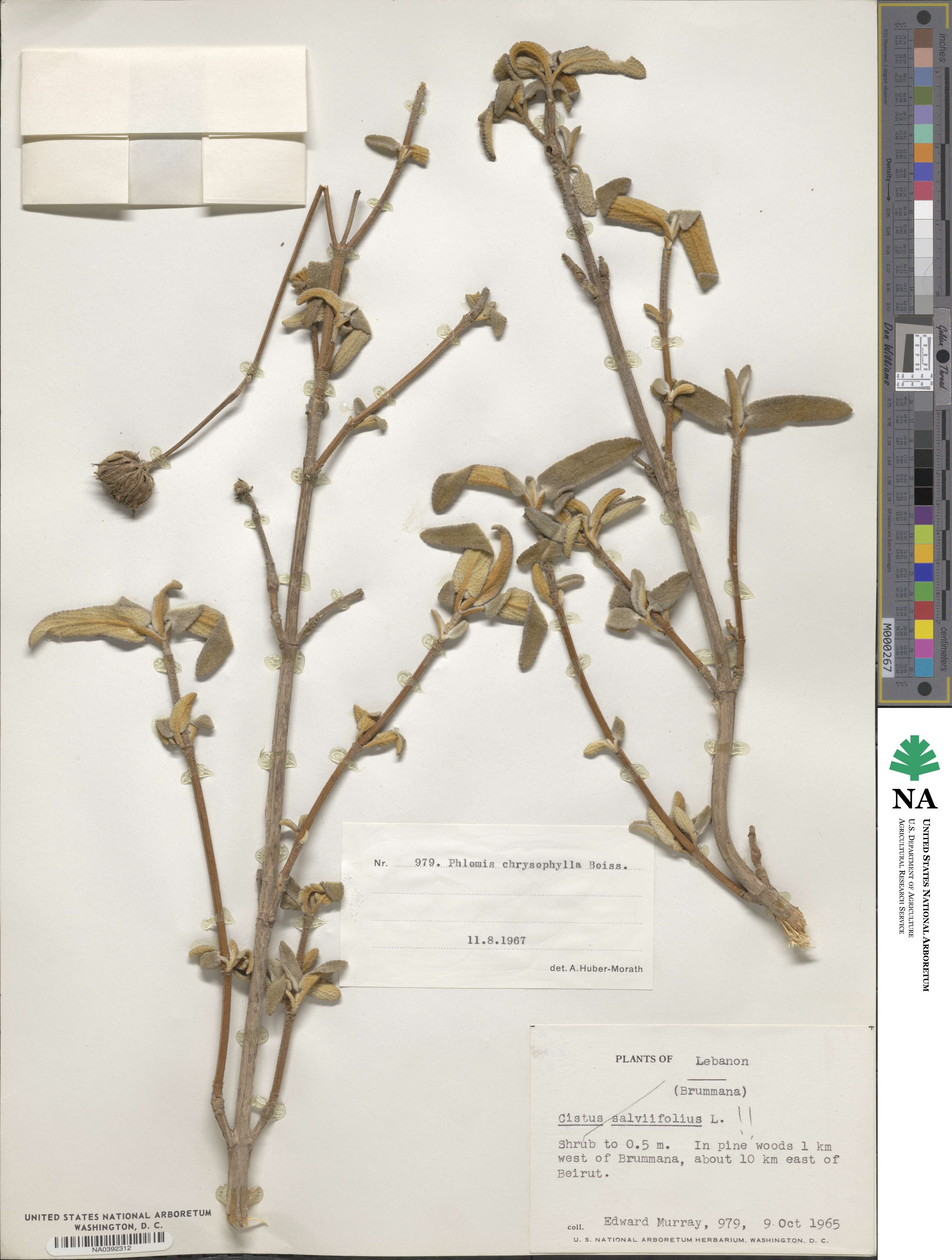 Phlomis chrysophylla image
