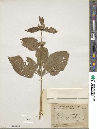 Phlomoides macrophylla image