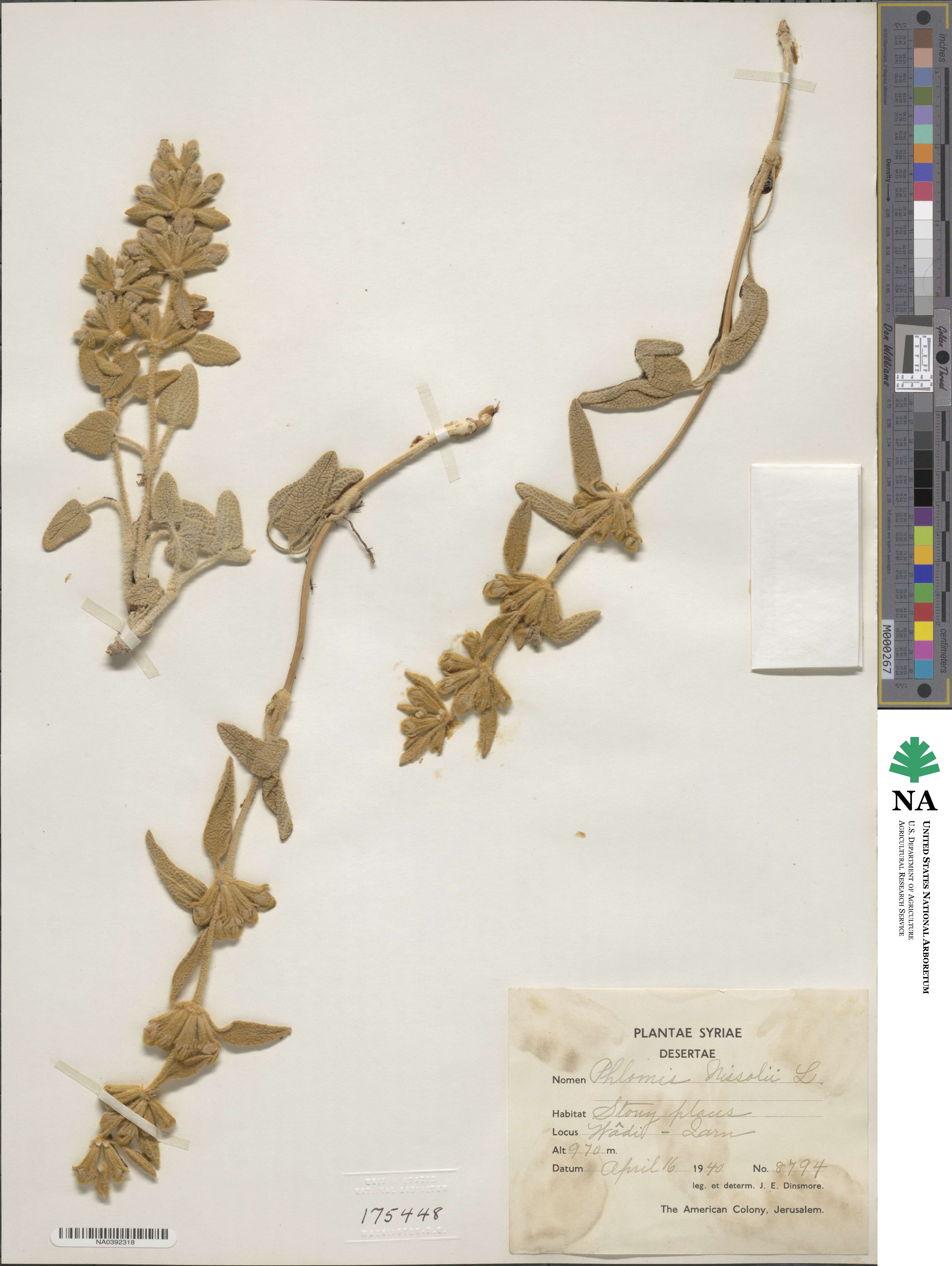 Phlomis nissolii image