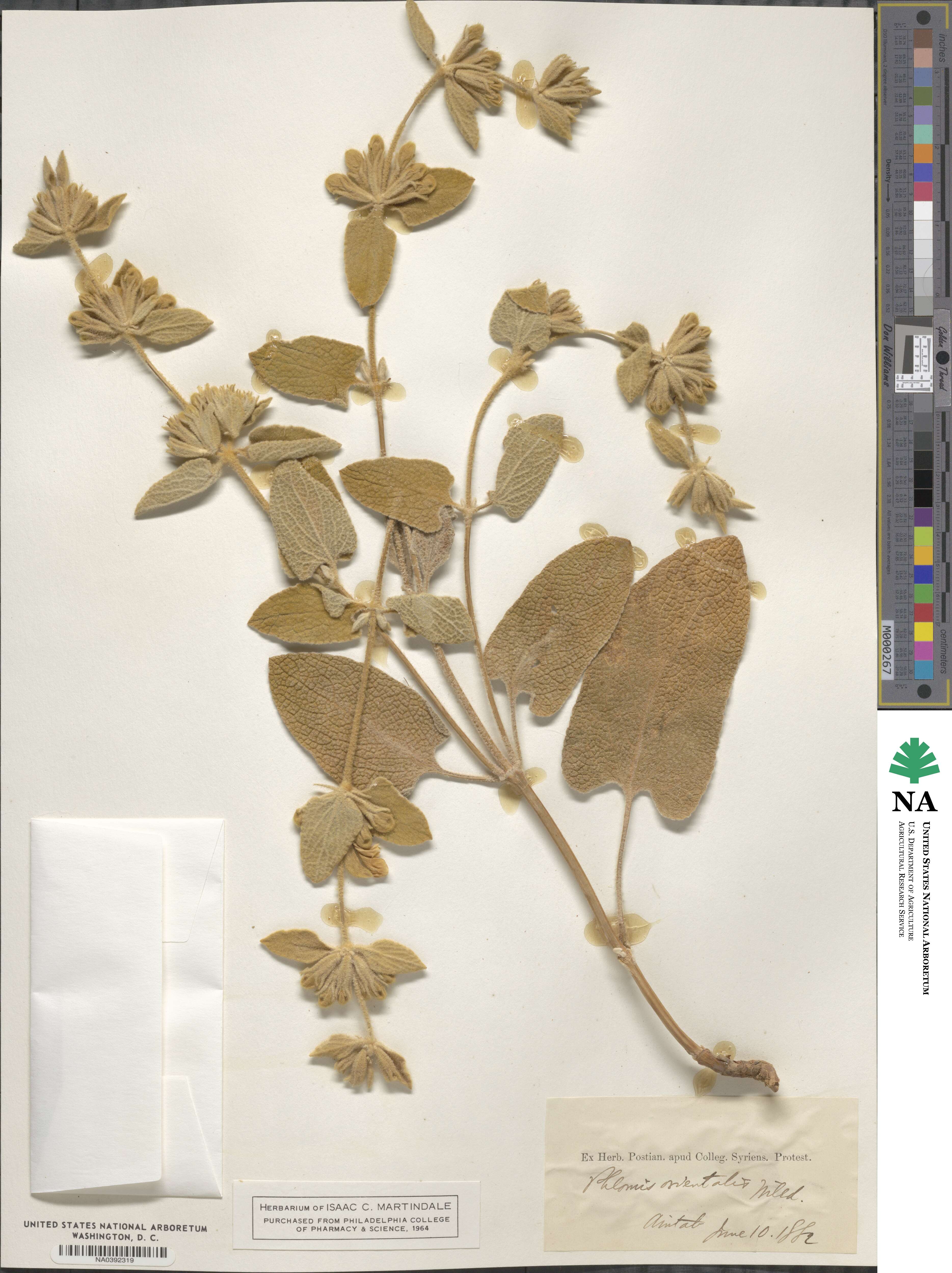 Phlomis orientalis image