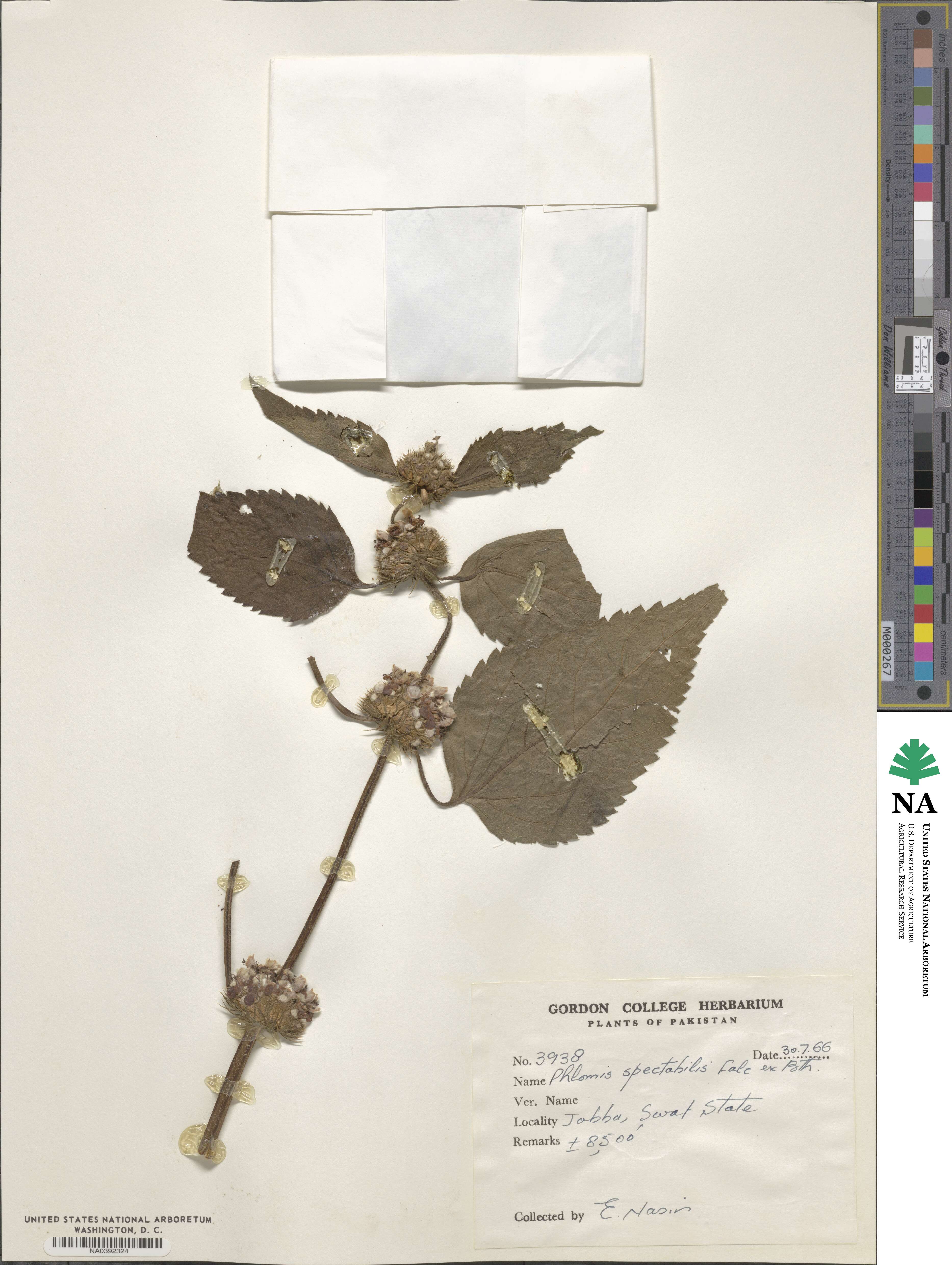 Phlomoides spectabilis image