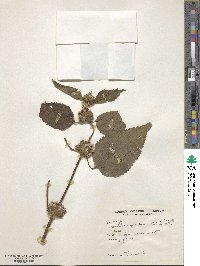 Image of Phlomoides spectabilis