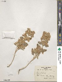 Phlomis syriaca image