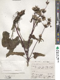 Phlomoides tuberosa image