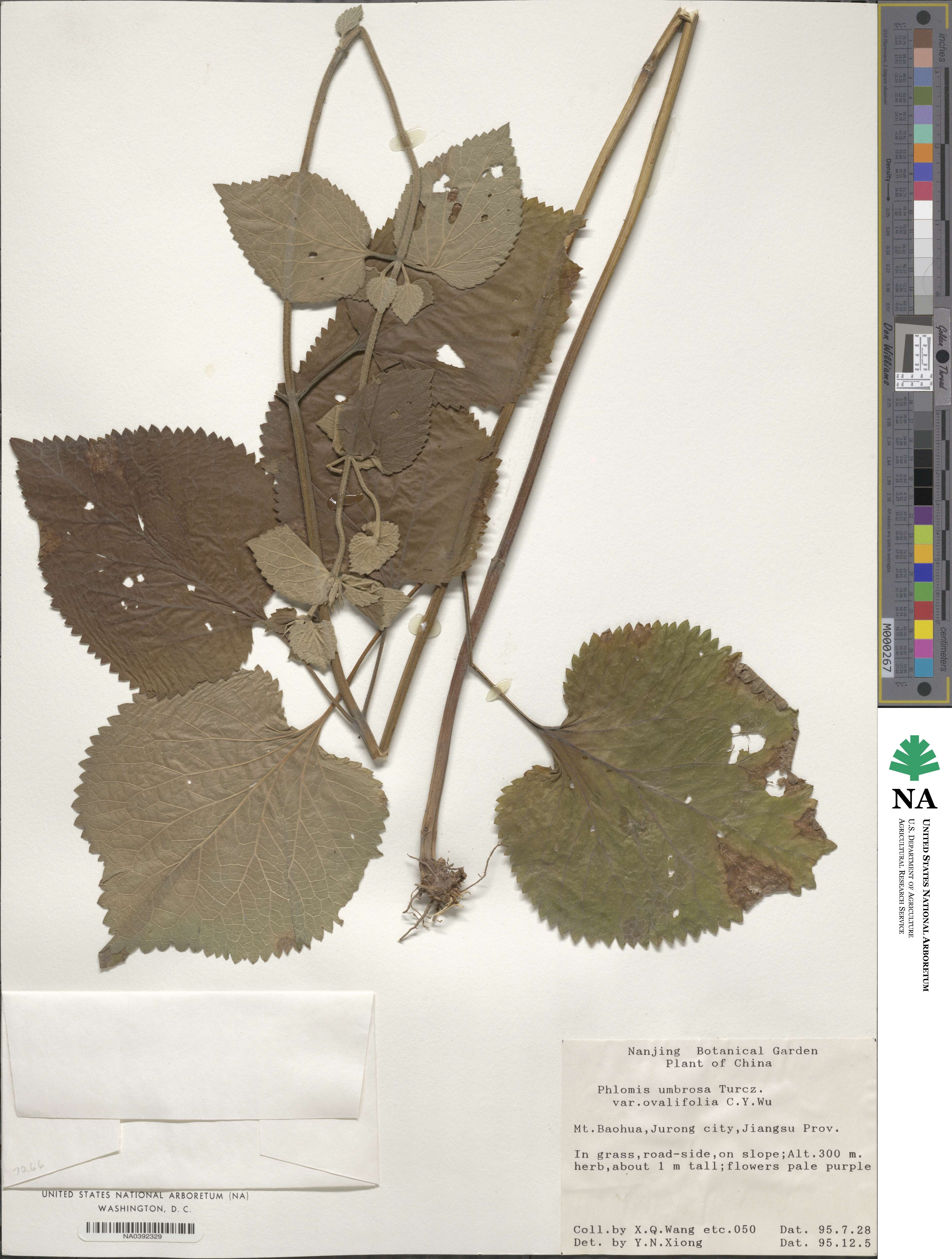 Phlomoides umbrosa image