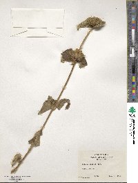 Phlomis viscosa image