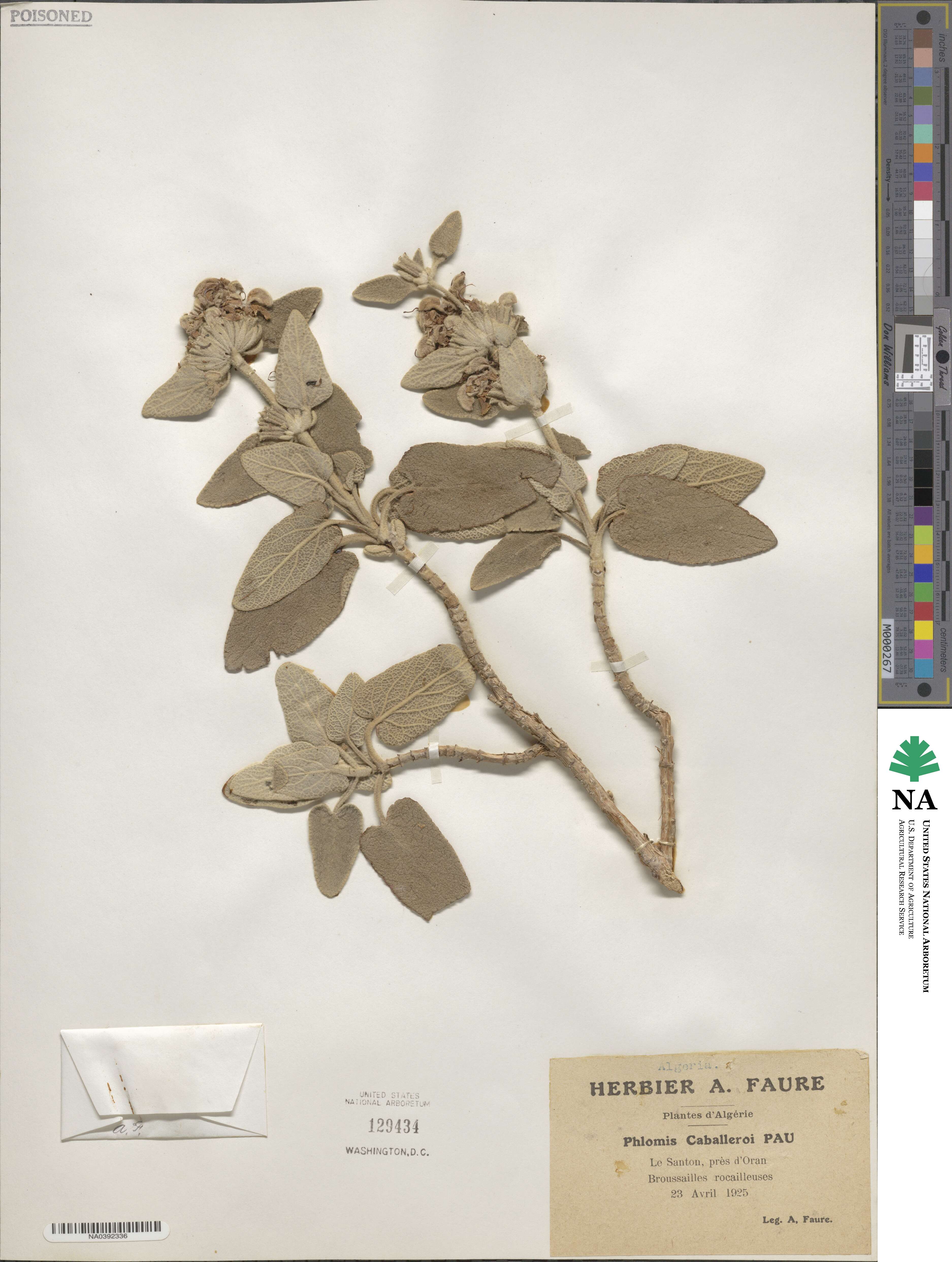 Phlomis purpurea subsp. caballeroi image