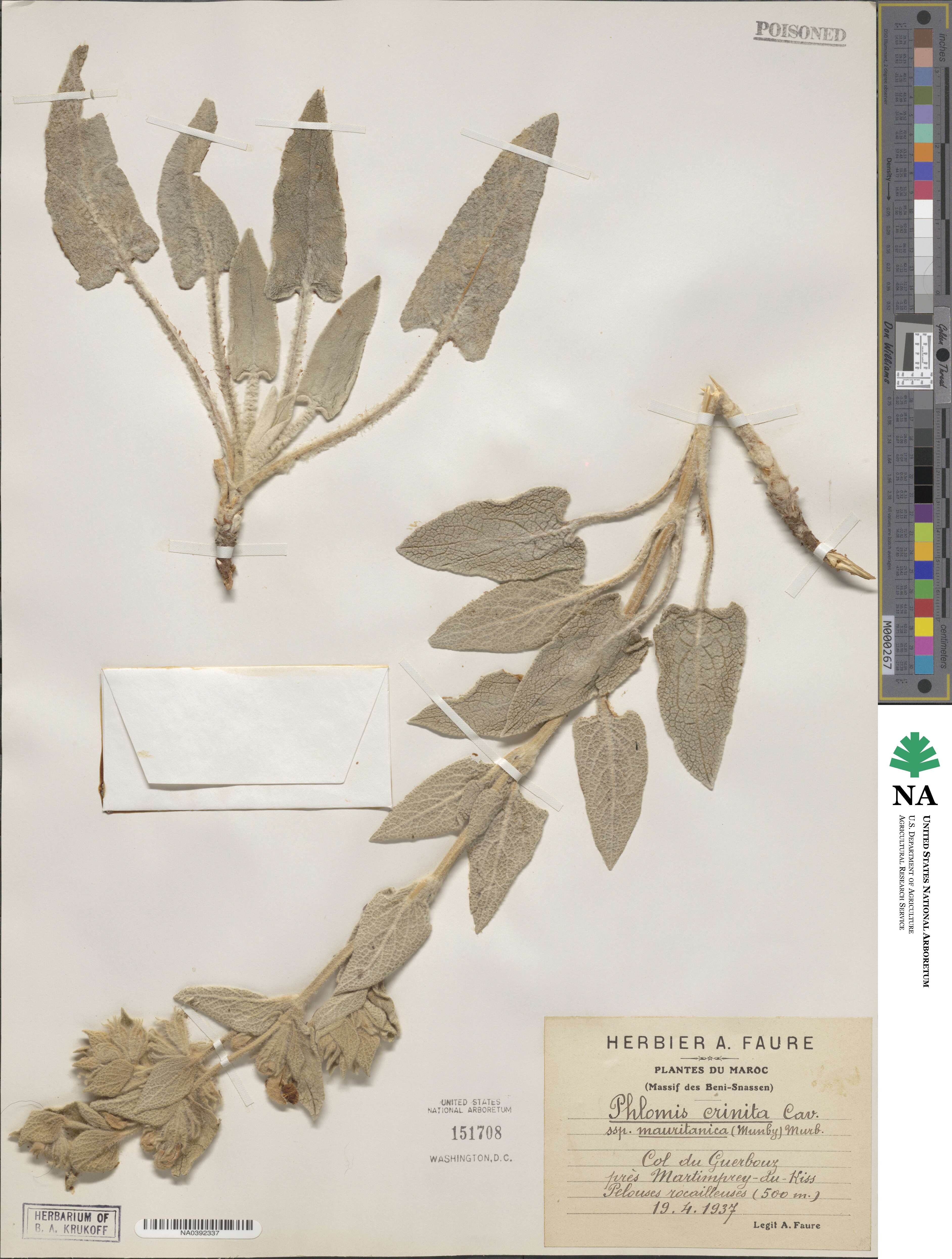 Phlomis crinita subsp. mauritanica image
