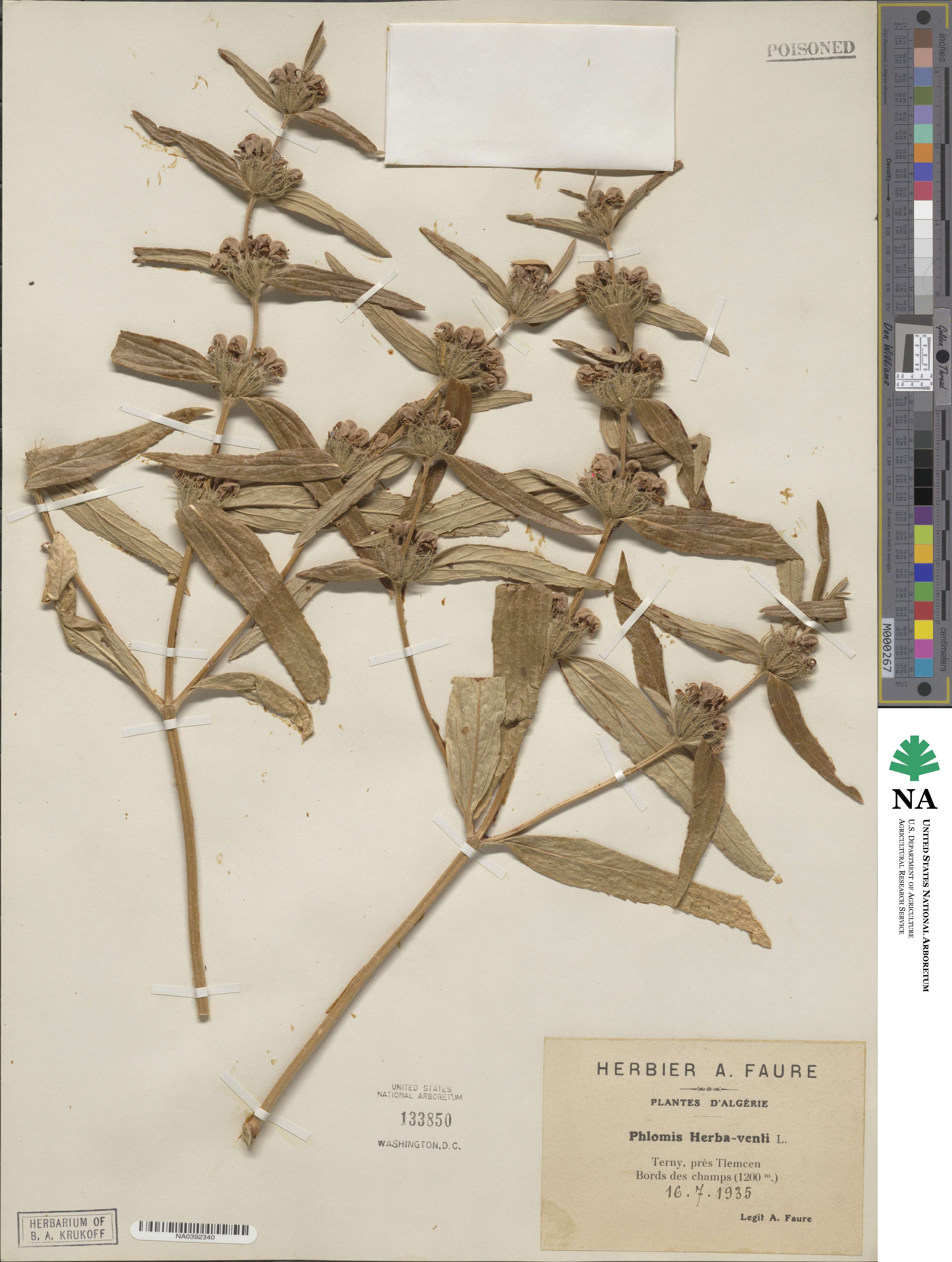 Phlomis herba-venti image