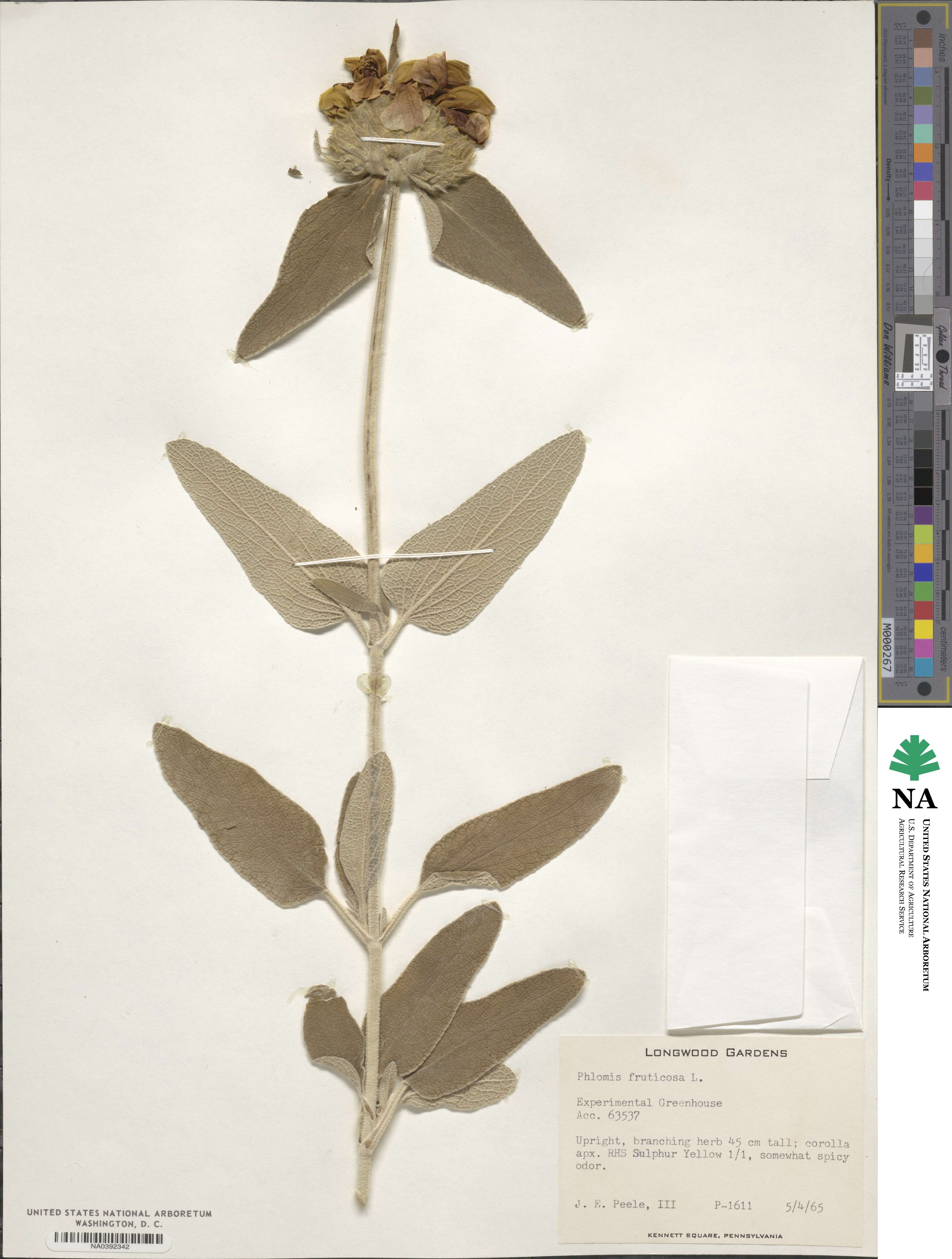 Phlomis fruticosa image