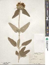 Phlomis fruticosa image