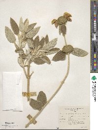 Phlomis fruticosa image