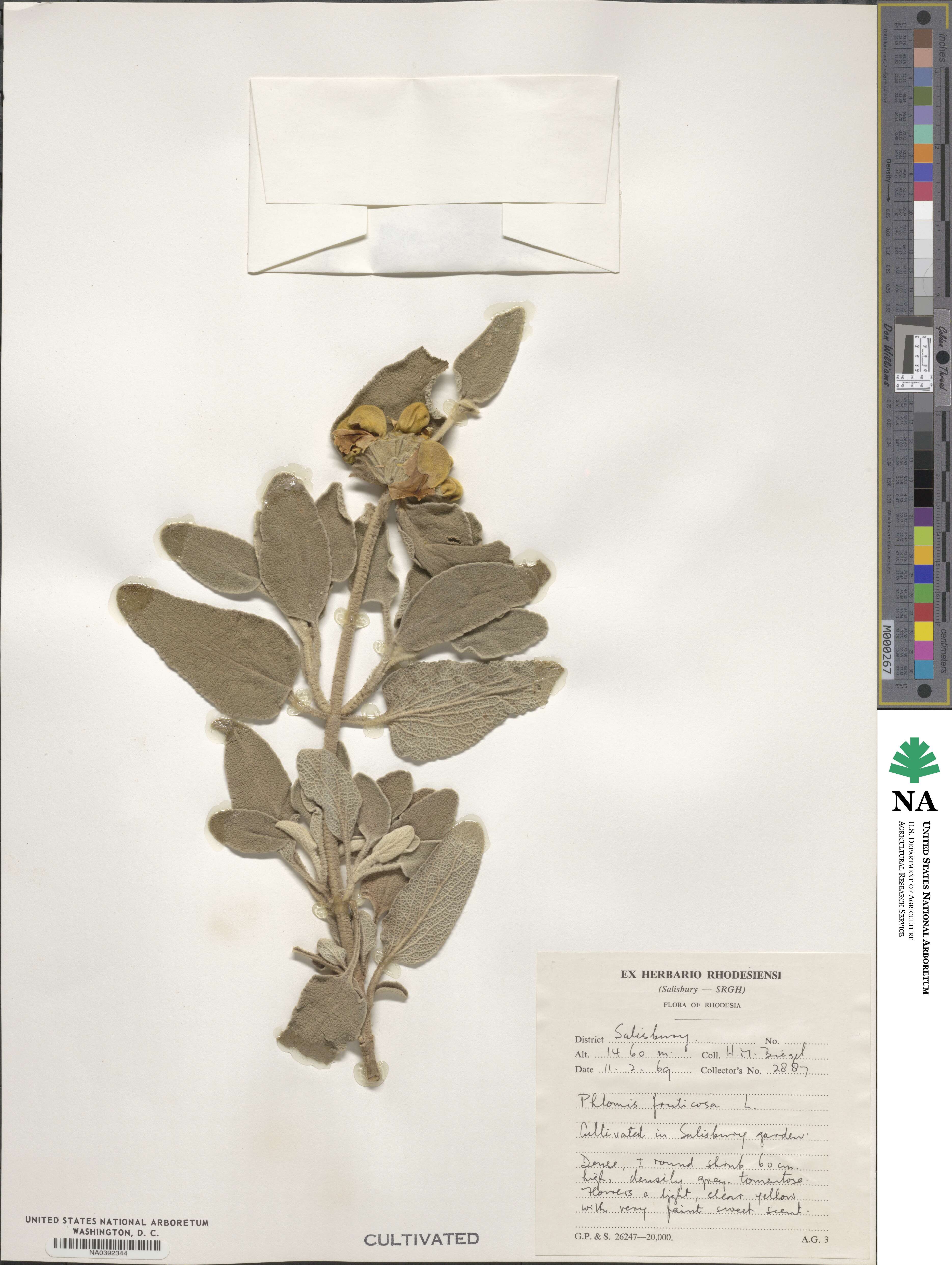 Phlomis fruticosa image