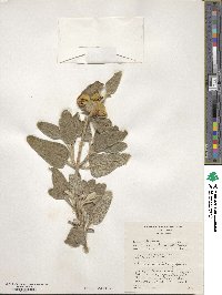 Phlomis fruticosa image