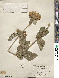 Phlomis fruticosa image