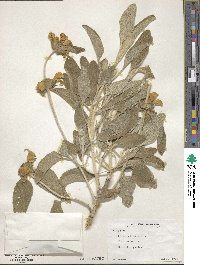 Phlomis fruticosa image