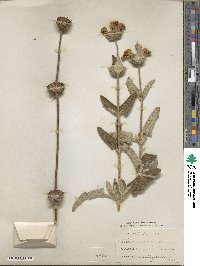 Phlomis fruticosa image