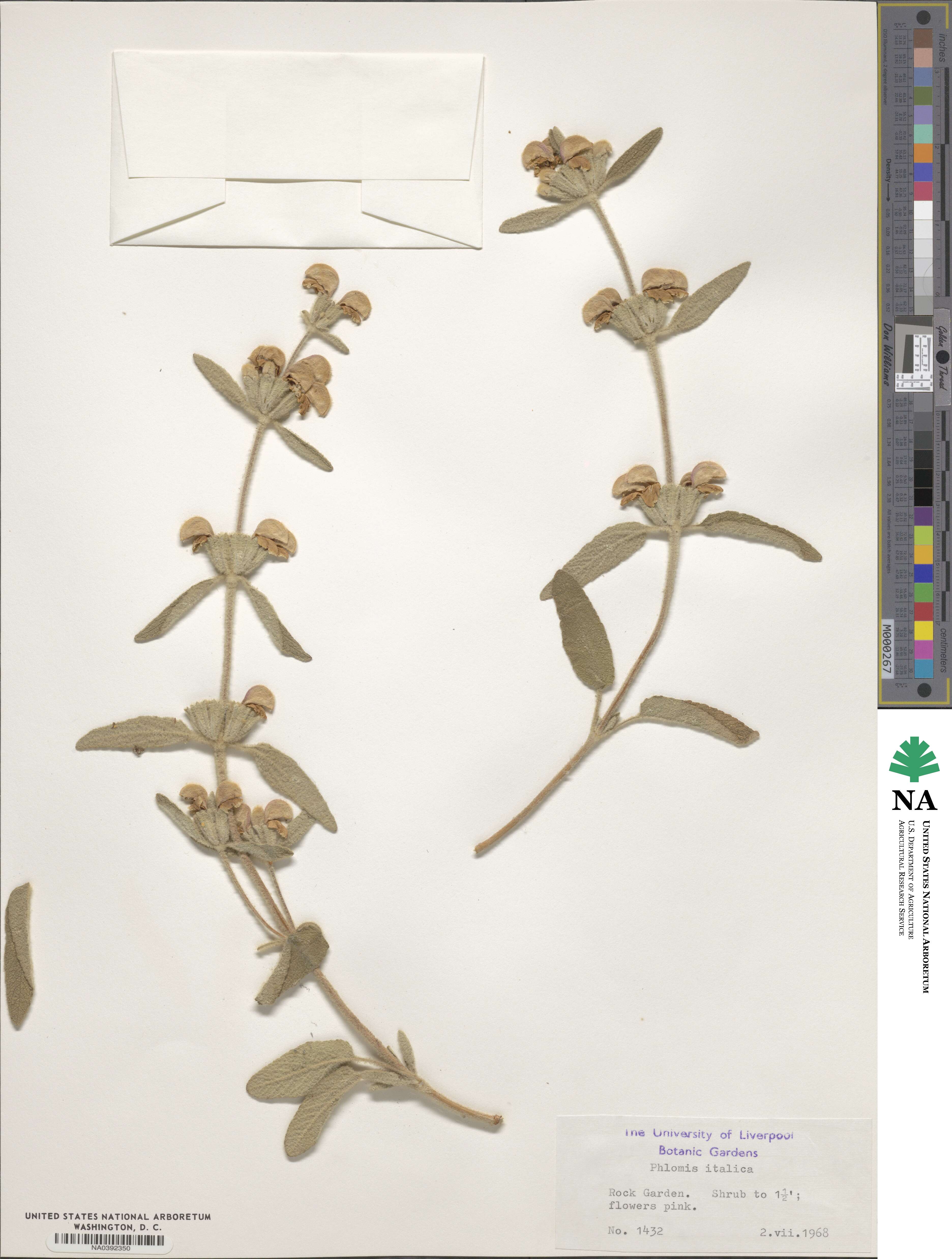 Phlomis italica image