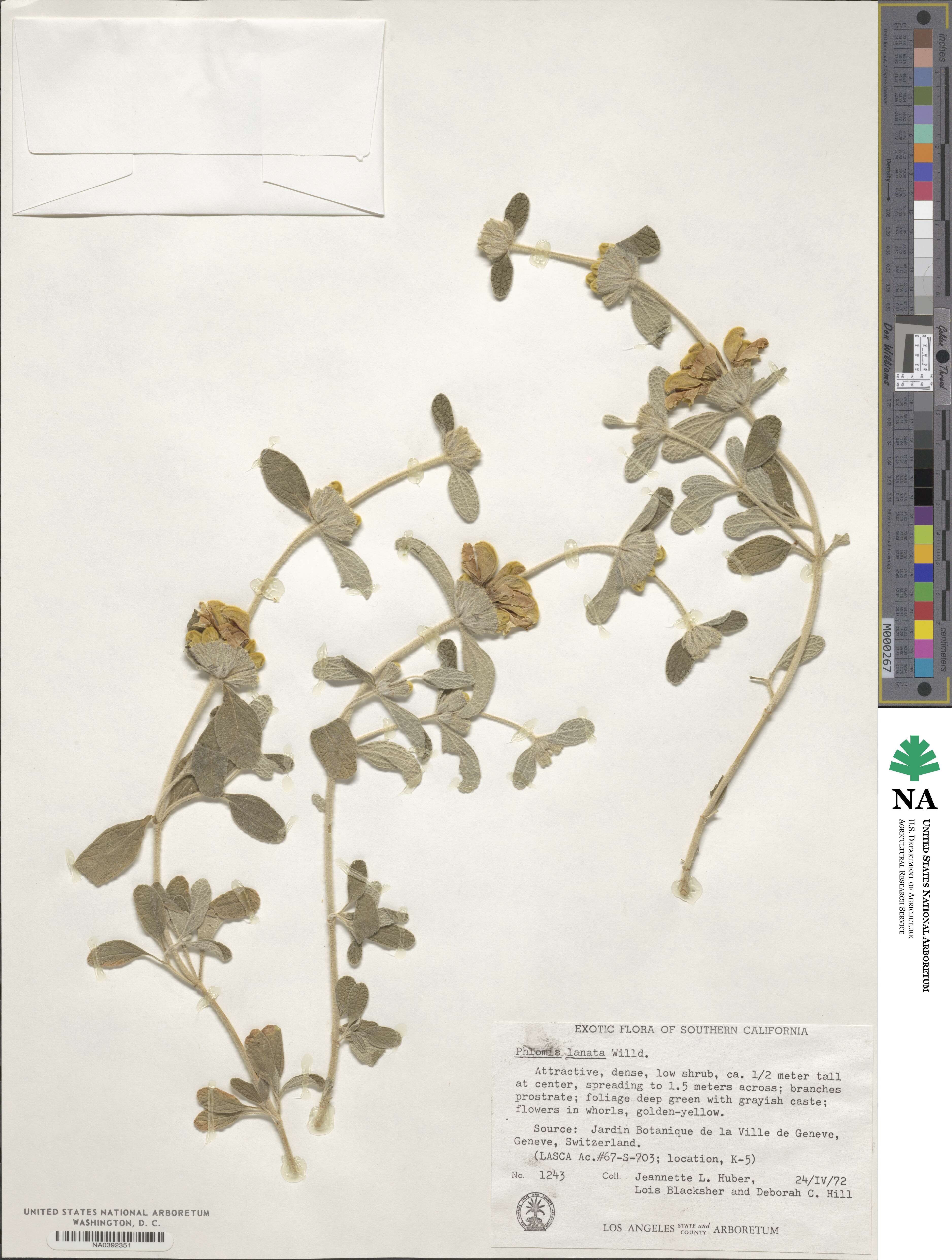 Phlomis lanata image
