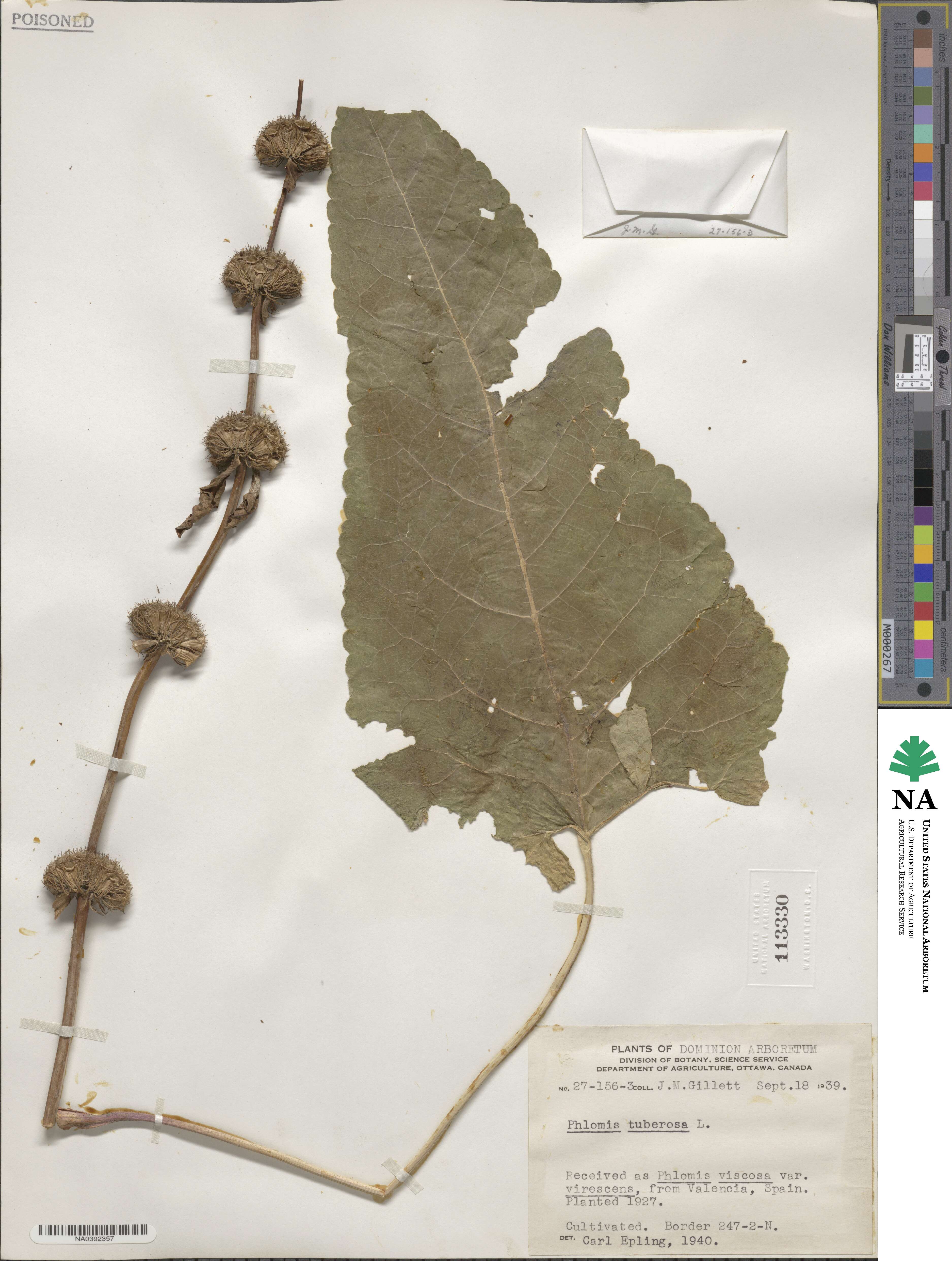 Phlomoides image