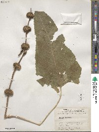 Phlomoides tuberosa image