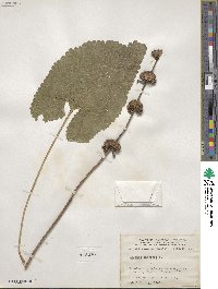 Phlomoides tuberosa image