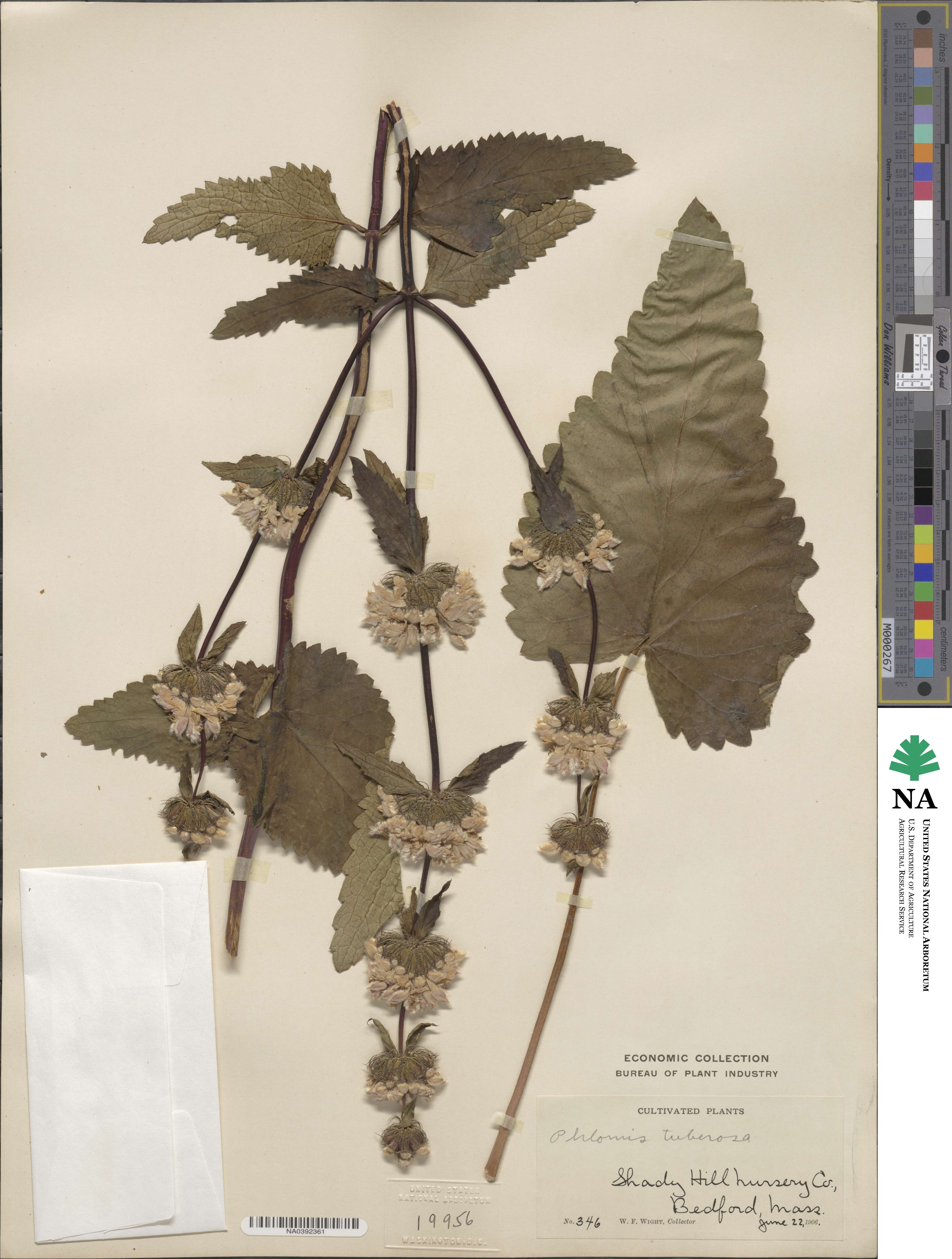 Phlomoides tuberosa image