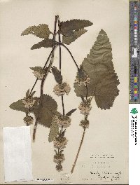 Phlomoides tuberosa image