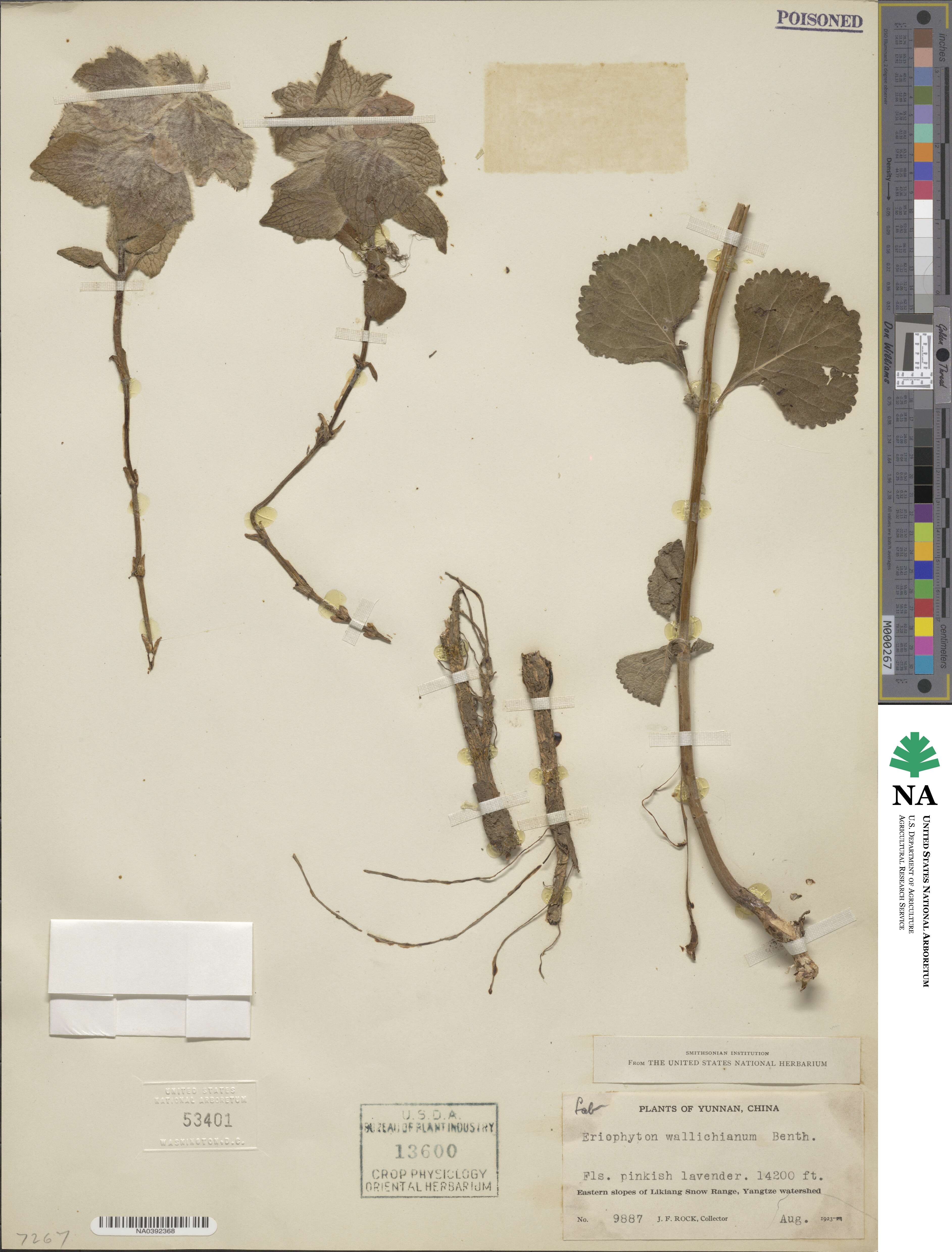 Eriophyton wallichii image