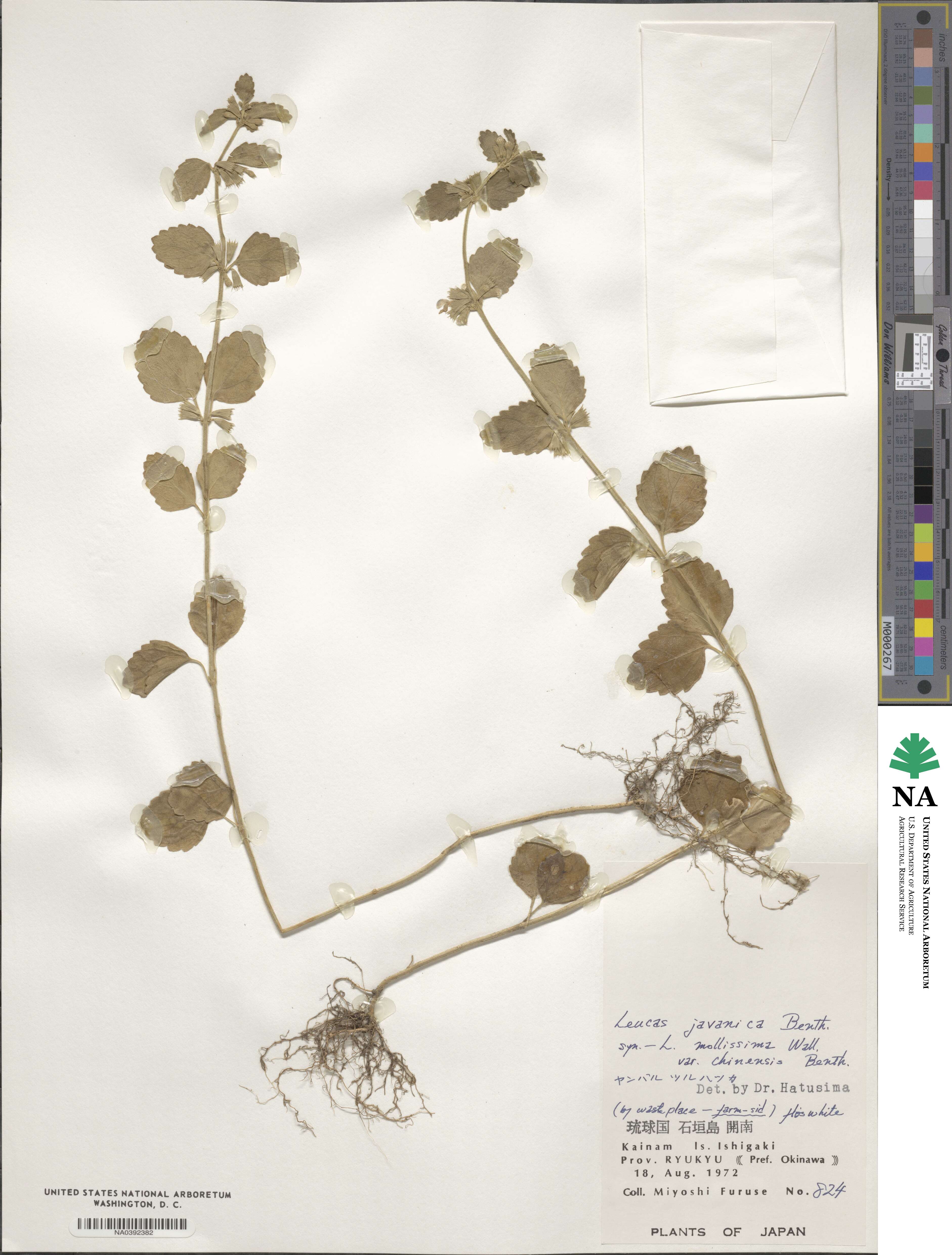 Leucas decemdentata var. decemdentata image