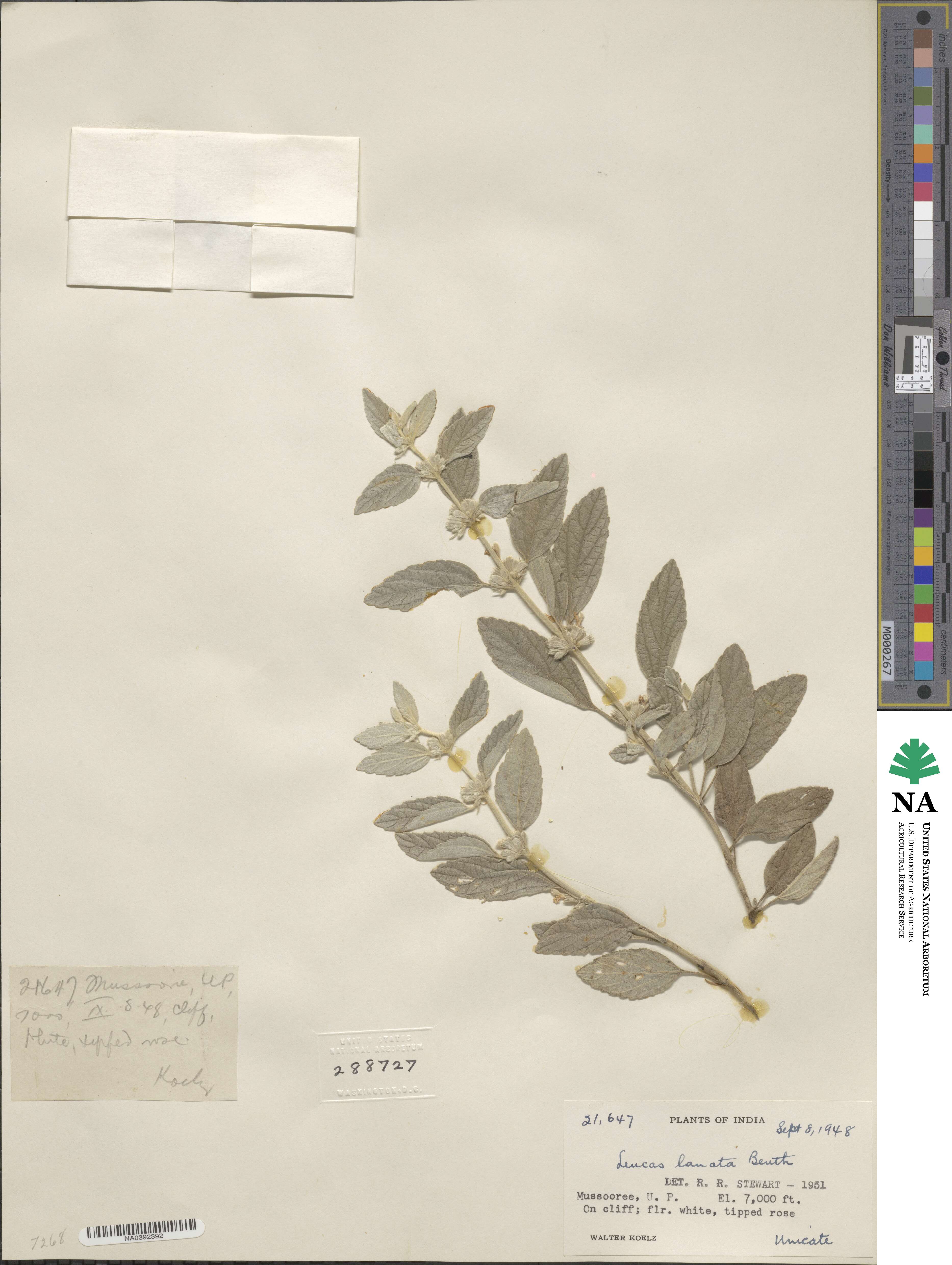 Leucas lanata image