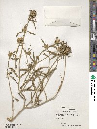 Leucas lavandulifolia image