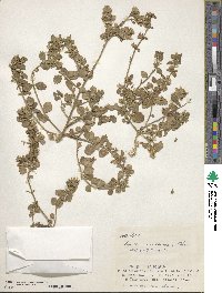 Leucas chinensis f. riukiuensis image