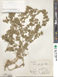 Leucas chinensis f. riukiuensis image