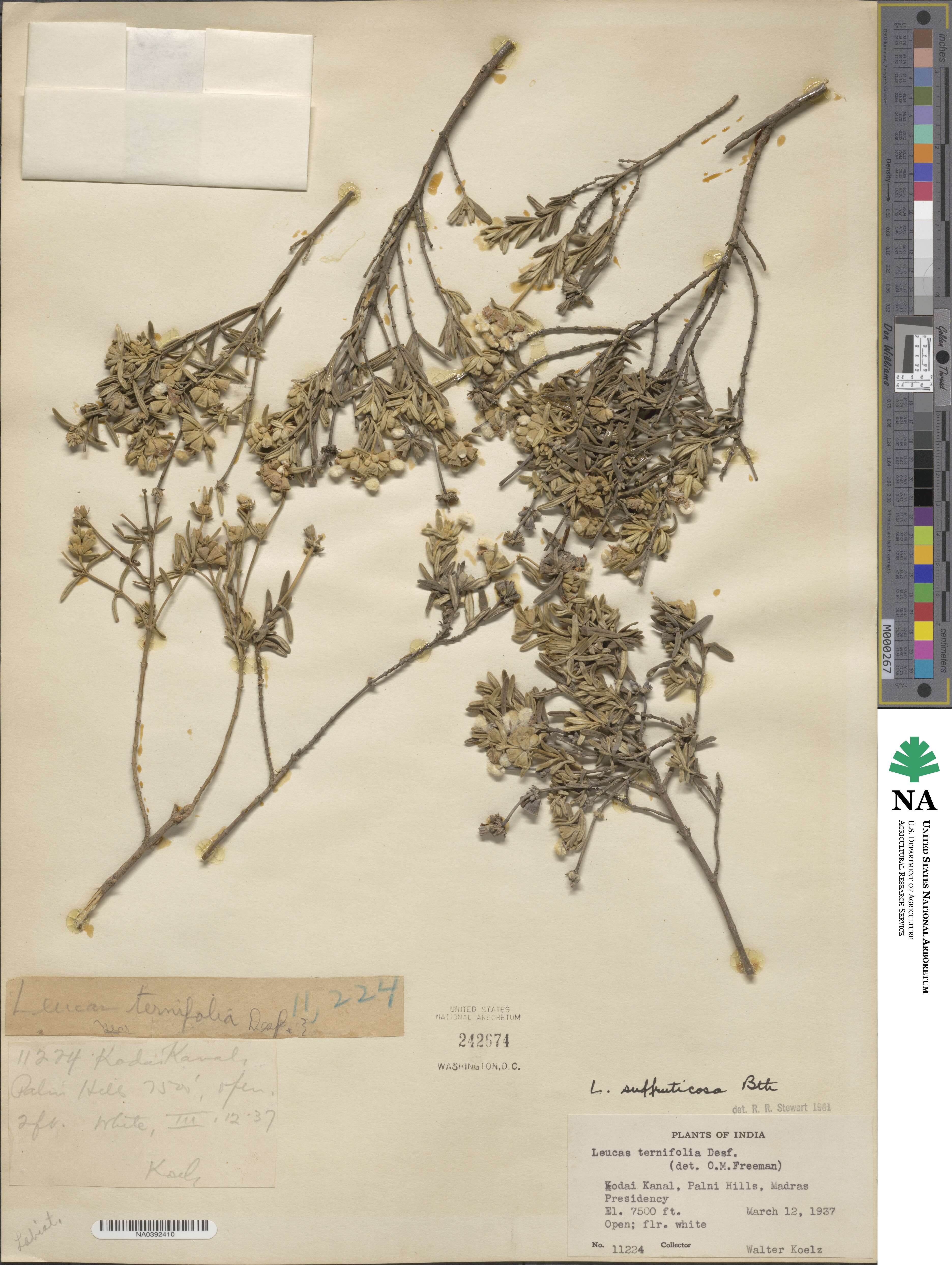 Leucas helianthemifolia image