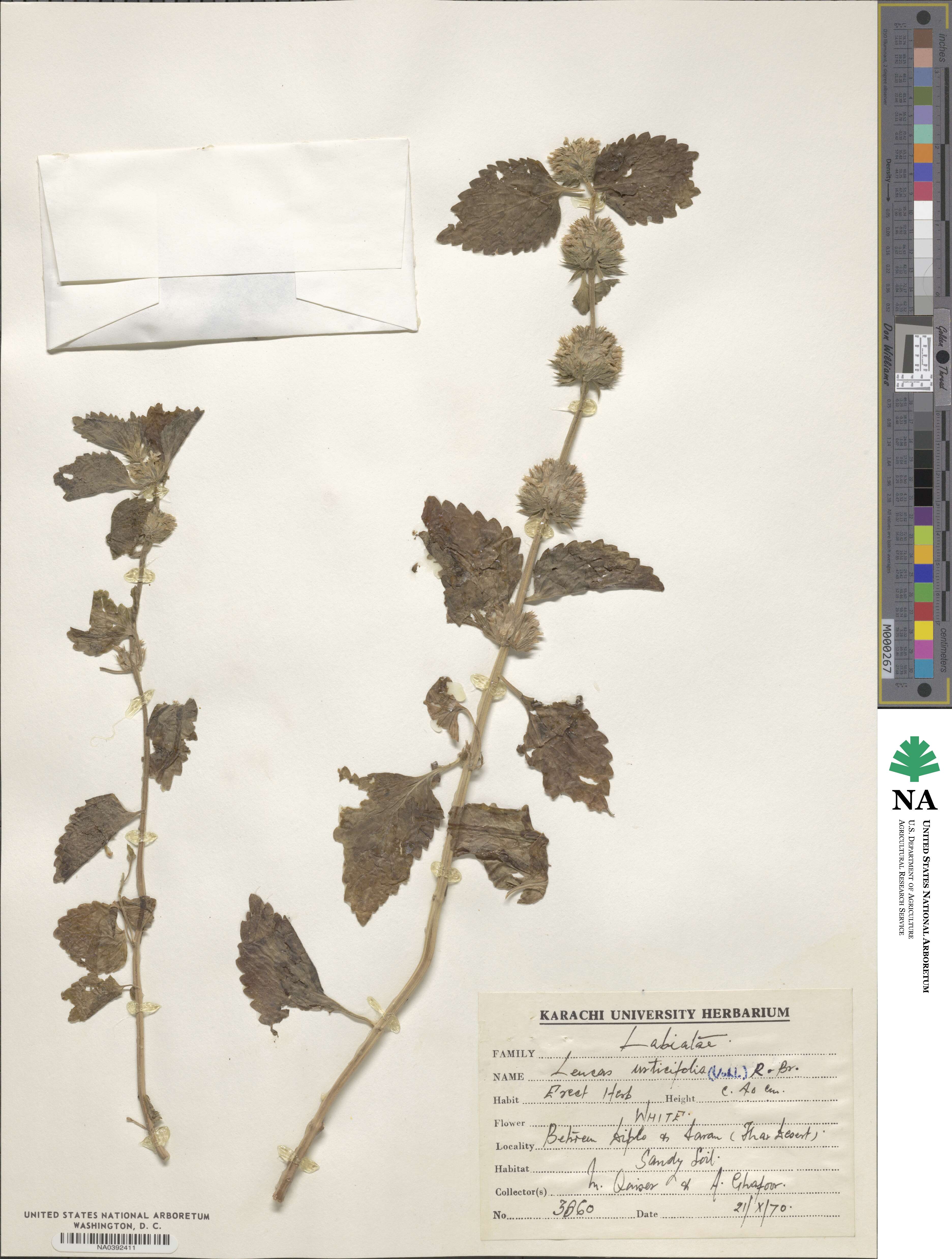 Leucas urticifolia image