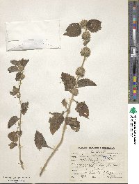 Leucas urticifolia image