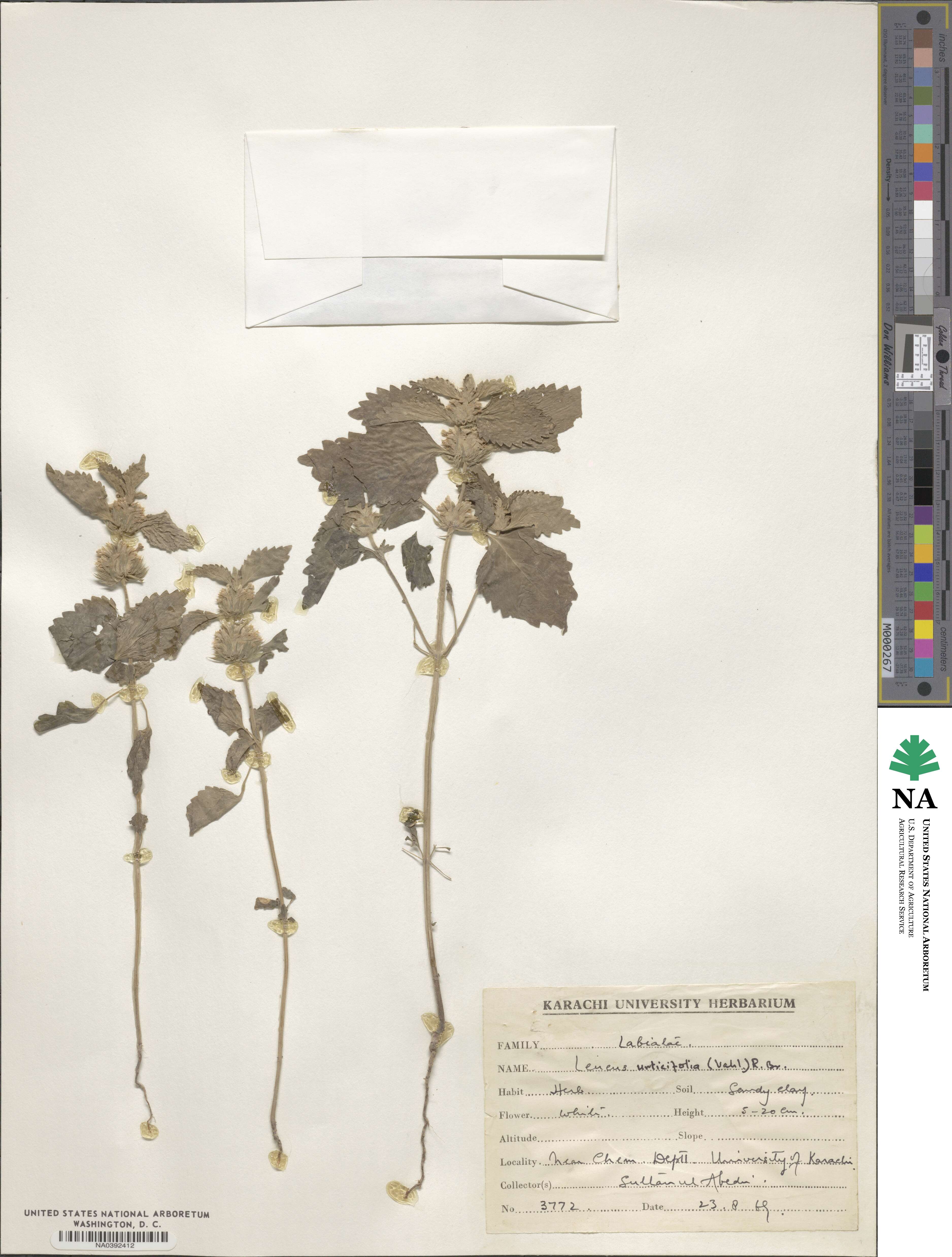 Leucas urticifolia image