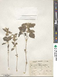 Leucas urticifolia image