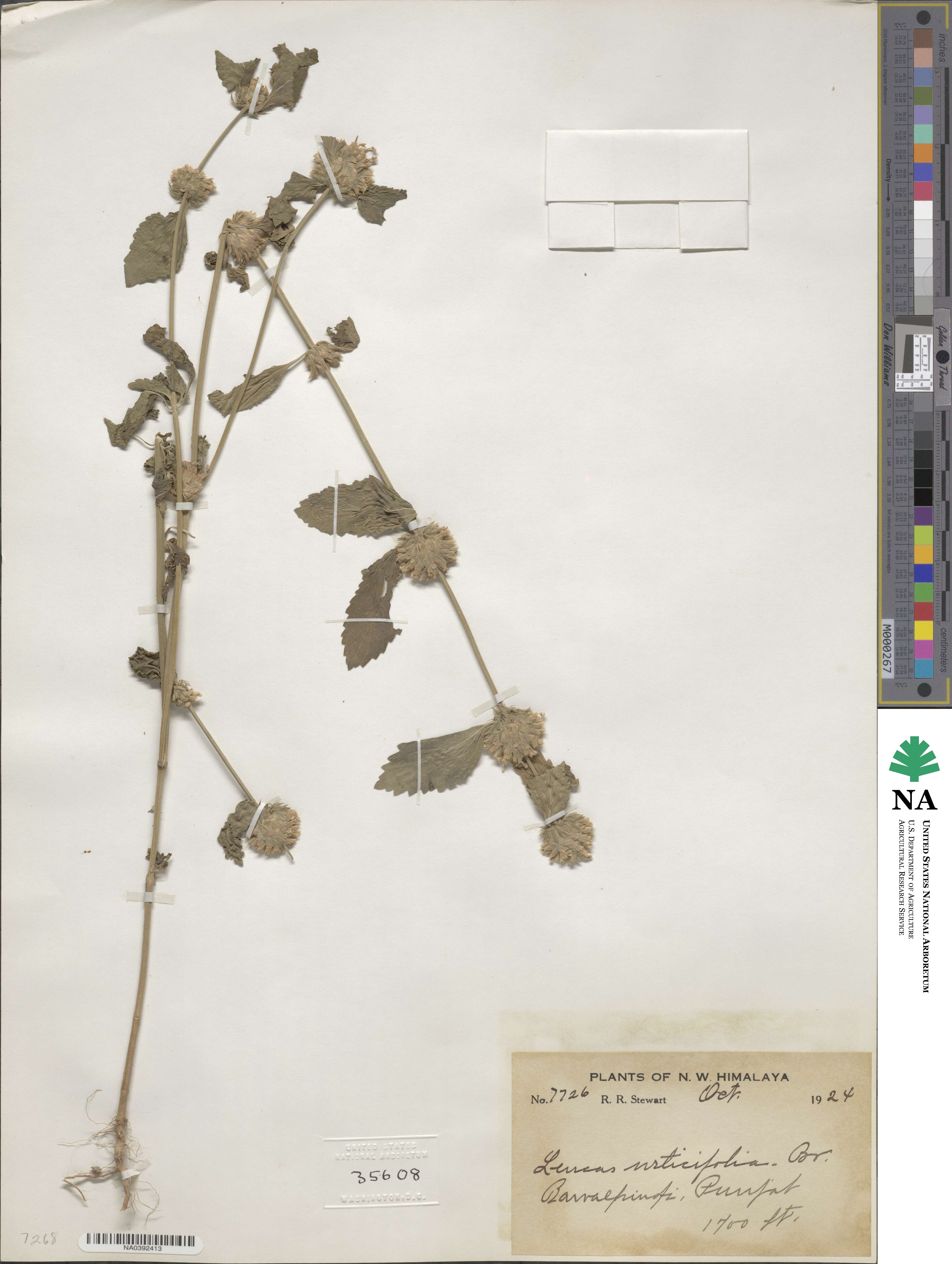 Leucas urticifolia image