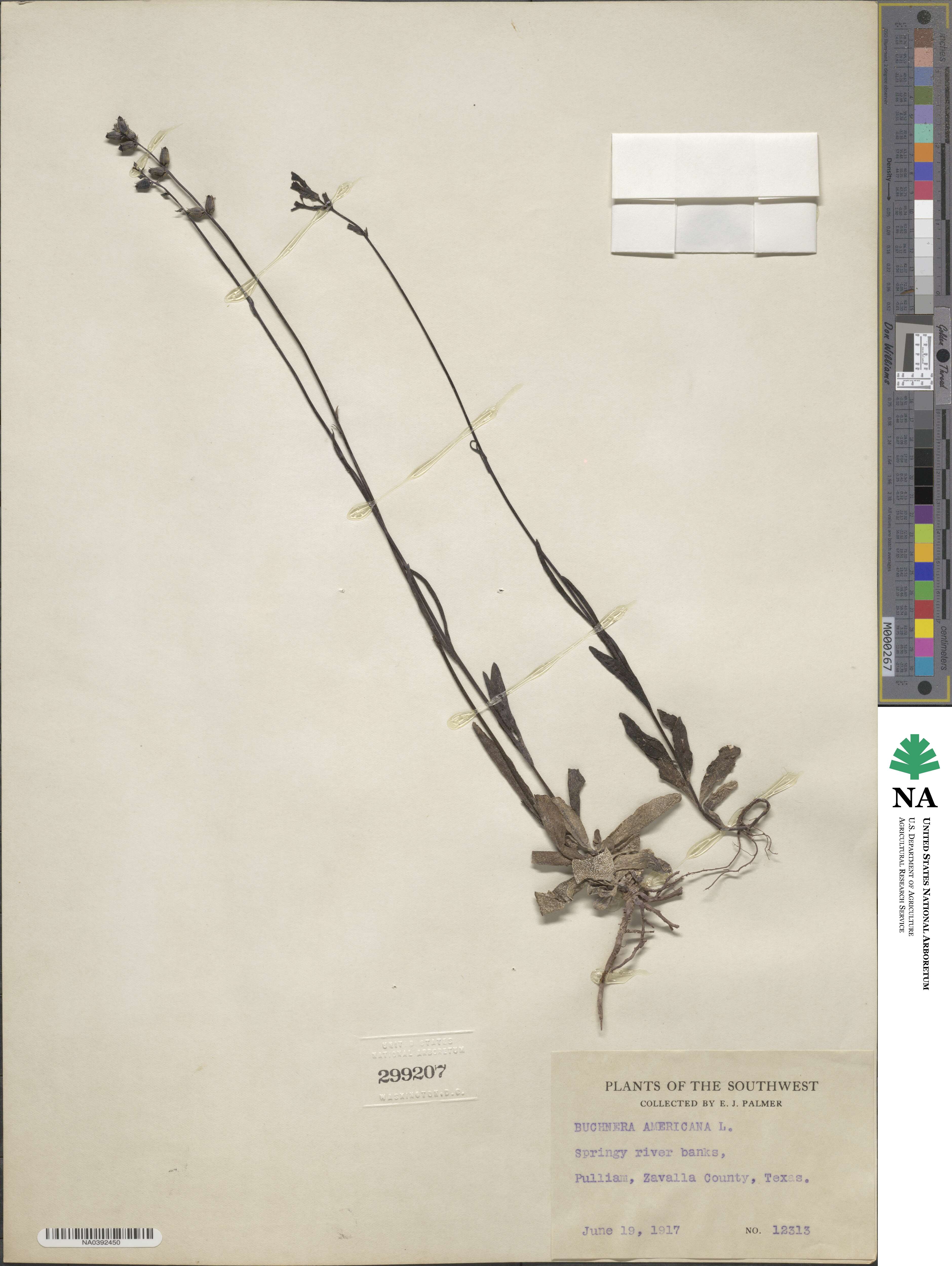 Buchnera americana image