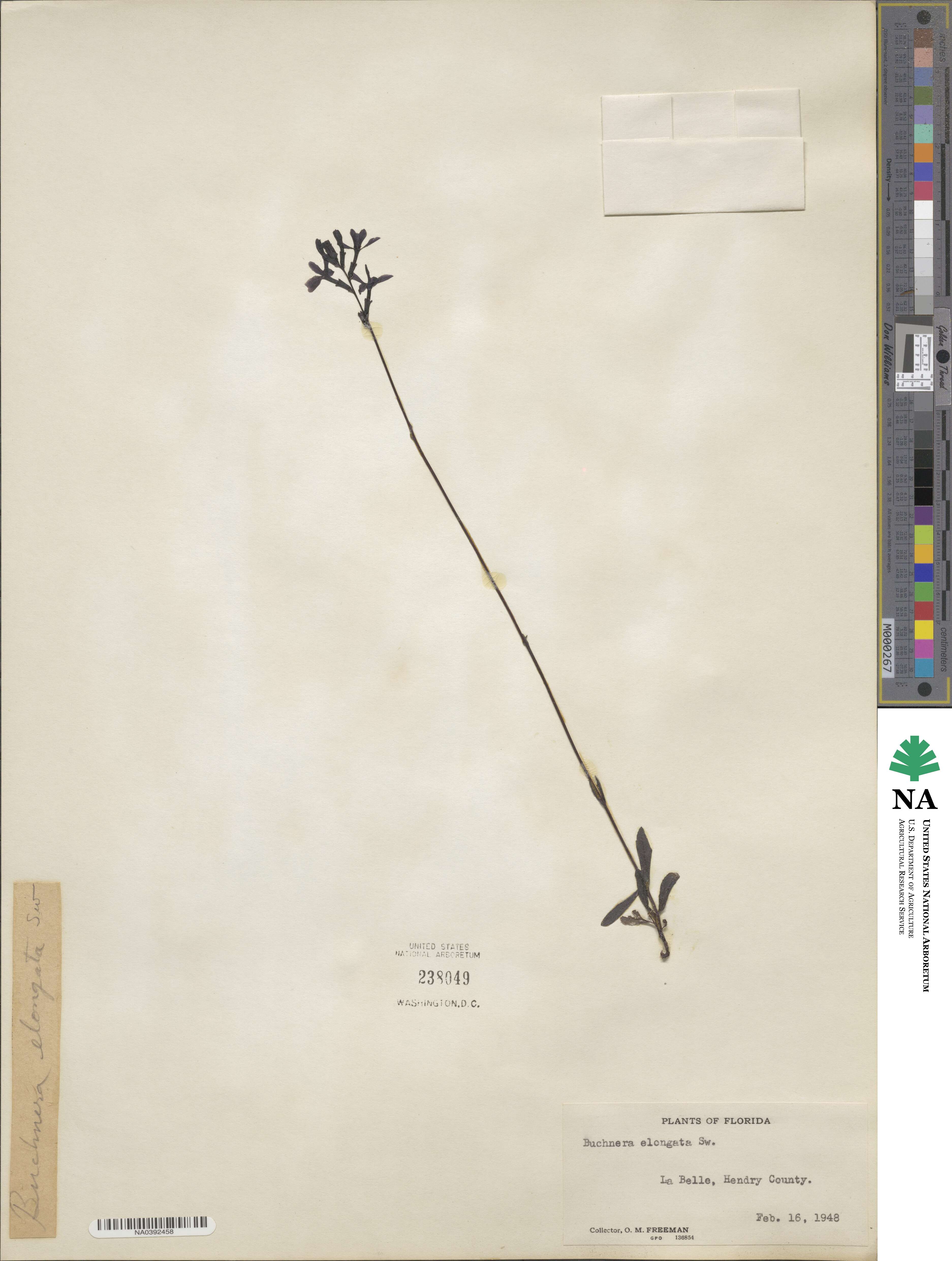 Buchnera longifolia image
