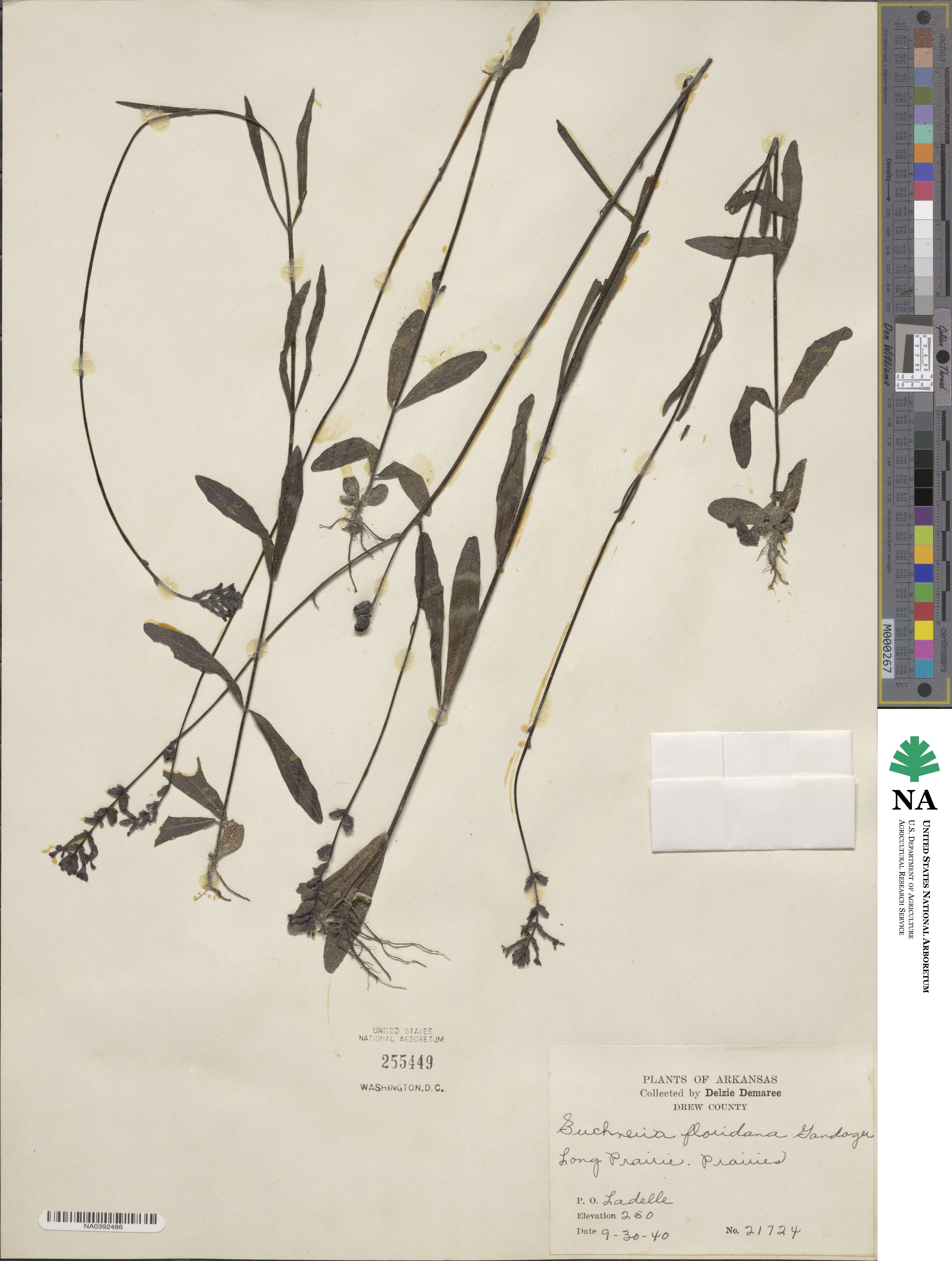 Buchnera floridana image