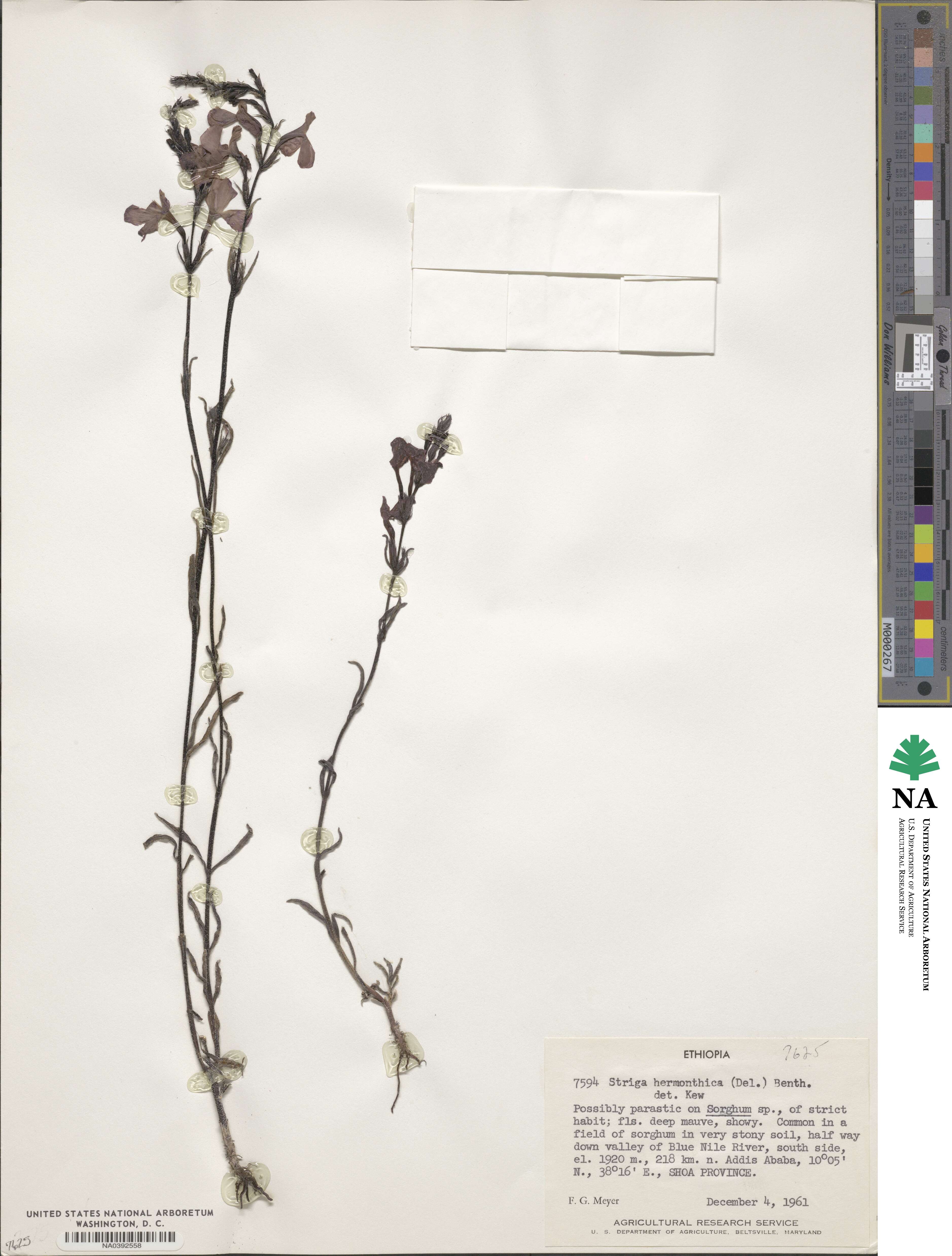 Striga hermonthica image